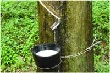 Thị trường cao su &apos;nín thở&apos; trông chờ động thái Mỹ áp thuế ô tô và phụ tùng của Trung Quốc